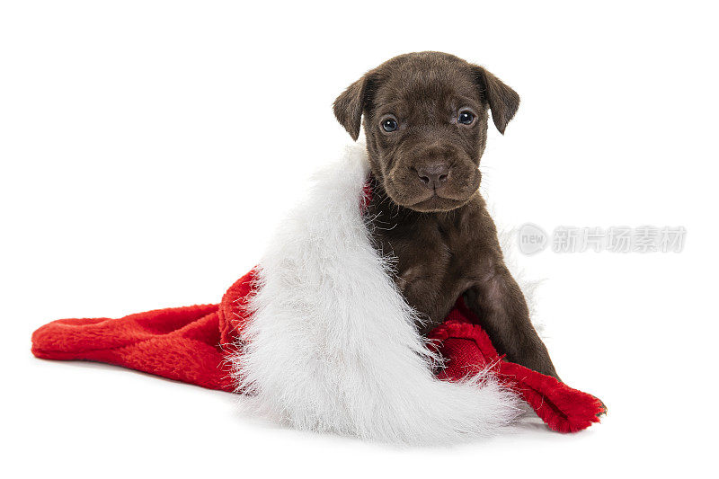 一只可爱的巧克力色拉布拉多小狗穿着圣诞袜- 4周大